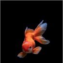 금붕어PC 이미지