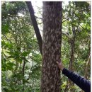 군복입고 있는 타치바나산과 육소신사 육박나무 이미지