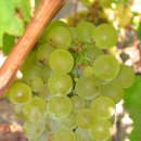 더와인(THE WINE) 이미지