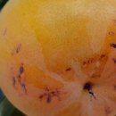 배감농장 이미지