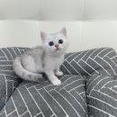 야옹아 멍멍해봐 동탄하나로점 이미지