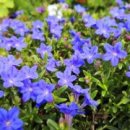 이사도라 이미지