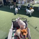 호텔스 컴도그 이미지