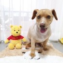 심쿵하개 이미지