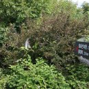 윗대티 등산로 이미지