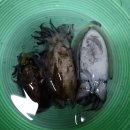 선경지물 | 루어 낚시대 VS 찌 낚시대 (새만금 워킹 낚시)