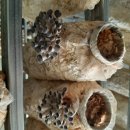 황제느타리버섯 배지 무료 나눔 이미지