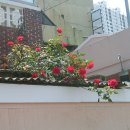 괴정4동-3 이미지