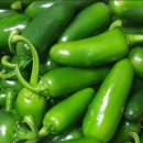 안매운 할라피뇨(멕시코 고추) 씨앗 이미지