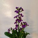 비단향꽃무 이미지