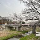 밤고지협동조합 | [4/15-16] 파주 밤고지마을 벚꽃축제에 미리 다녀왔어요