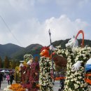 양산 국화축제 이미지