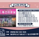 순도리네애견 이미지