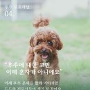 피앤엠 반려견교육센터 대전점 네이버블로그
