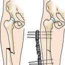 윌동물외상센터 이미지