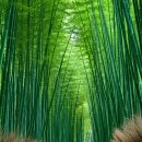 대숲향기 이미지