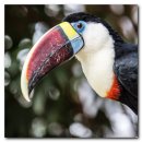 큰부리새(Toco Toucan) 이미지