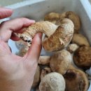 봉림농장 이미지