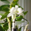 분홍공주 이미지