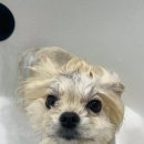 왈로하그루밍 이미지