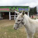 주주목장 이미지