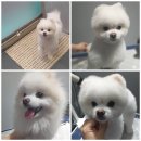 수다펫 이미지