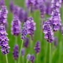 아로마테라피 이미지