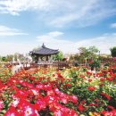 장미축제 이미지