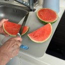 묘랑나랑 | 임시저장되어 있던 작년 여름을 꺼내어봐