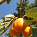 장준농장 이미지