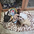 출근길 강아지 유치원 이미지