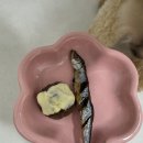 까까뭐멍냥 | 율무 일상 경기도 광주 반려동물 기호성 좋은 수제간식 집 까까뭐멍냥