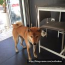 주식회사 선일 | [성수동 뚝섬역 주식커피코시나] 시바견이 있는 애완견 동반 식당 솔직후기