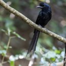 Greater Racker-tailed Drongo 이미지