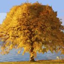 황금빛PC 이미지