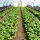 늘푸르름농장 이미지