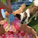 데일리 댕댕 이미지