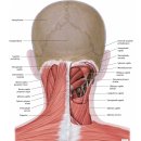 표면후방선(superficial back line) 이미지