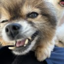 퍼피야놀자 이미지