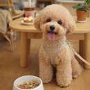 초지역 2번출구 뒤 | 안산 초지역 카페 나드오프, 애견동반 가능한 원곡동 감성카페