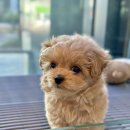 제주 애견 아가야 이미지