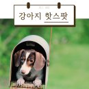 강아지 핫<b>스팟</b>은 어떤 질병일까?여름철에 더욱 주의가 필요해요! [<b>펫</b>아미 동탄점]