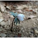 바람꽃공원 이미지