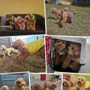 호야별 애견유치원 이미지