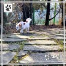 요리조리 흔들의자 | 경기도 포천 애견카페ㅣ서울근교 수목원 근처 천연잔디 반려견운동장 달뜨레 내돈내산 후기