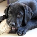 큰동물병원 이미지