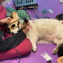 신동물병원 이미지