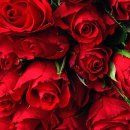 로즈데이 이미지