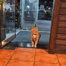 편안한집 | 일산 밤리단길 술집 편안한 호프집 감성 향단이네 내돈내산 후기