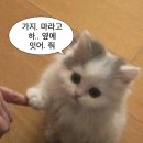 곱창일기